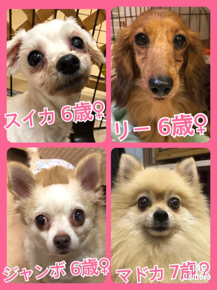 🐾今日の里親様募集中ワンコ🐶メンバーです🐾2020,8,30